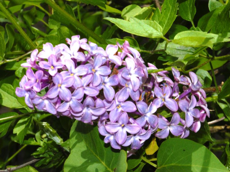 Syringa vulgaris / Lill, Serenella